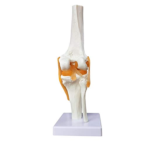 EVOTECH SCIENTIFIC Human Functional Knee Joint Model w/Ligament, Life Size