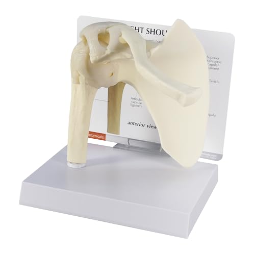 GPI Anatomicals Basic Shoulder Model, Right Shoulder Joint Replica - style: Right Shoulder