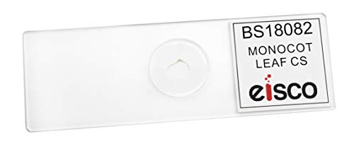 EISCO Monocot Leaf Cross Section - Prepared Microscope Slide - 75 x 25mm - Biology & Microscopy - size: Single Slide