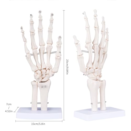 Human Skeleton Hand Model - Life Size Anatomical Finger Bone Model with Articulated Flexible Joints Shows Wrist Ulna Radius for Medical Demonstration Study Education & Display Base