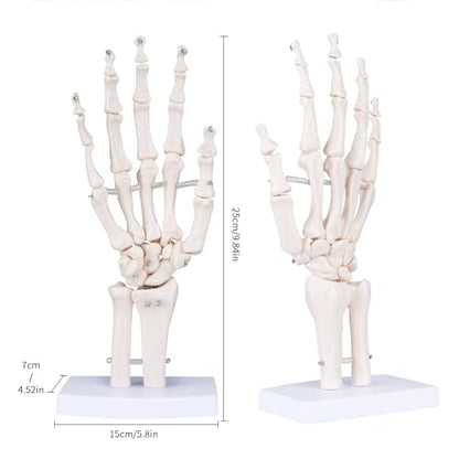 Human Skeleton Hand Model - Life Size Anatomical Finger Bone Model with Articulated Flexible Joints Shows Wrist Ulna Radius for Medical Demonstration Study Education & Display Base