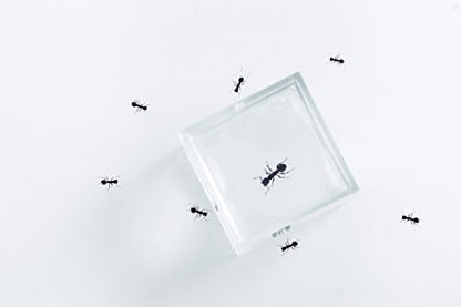 BM-1 Acrylic Specimen & Bug Magnifier 1" Box