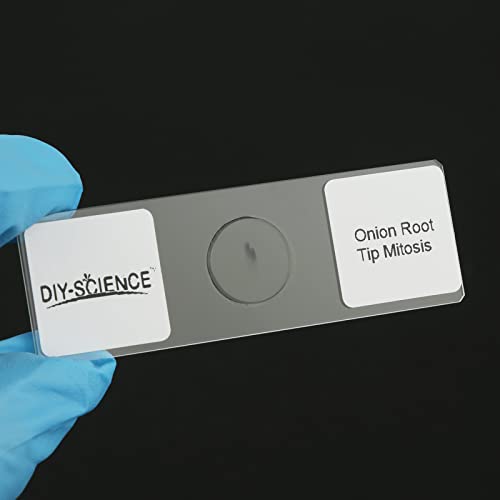 Onion Root Tips Cell Mitosis Microscope Slides Set, 15pcs Slides Show Plant Cell Mitosis Stages Clearly for Plant Genetics Biology Science Class(15 Count) - color: 15 count