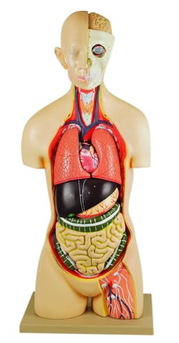 EISCO – 35" Life Size Human Torso Model, Sexless Anatomical Model, 15 Removable Parts, Head, Brain, Eyeball, Organs, Vertebra – with Labeled Arteries and Veins – for Biology and Medical Instruction