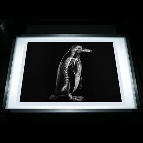 Thematic Animal X-Rays, Set of 16, Simulation Specimen, Science Education Materials for Kindergarten & Preschool, Light Table Accessories, Montessori & Reggio-Inspired (Arctic Animals) - color: Arctic Animals