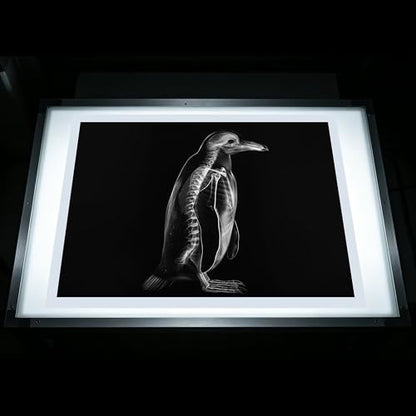 Thematic Animal X-Rays, Set of 16, Simulation Specimen, Science Education Materials for Kindergarten & Preschool, Light Table Accessories, Montessori & Reggio-Inspired (Arctic Animals) - color: Arctic Animals