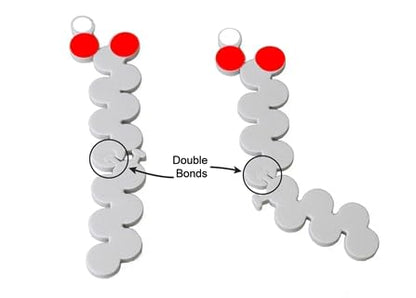 Phospholipid & Membrane Transport Kit - Science Model - Science Kit - Biology - Students, Science Learners - Students and Educators - Youth, Teen