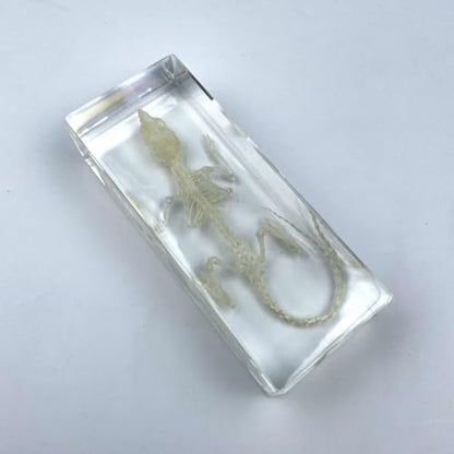 Real Mouse Skeleton Specimens in Resin Paperweight Crafts, Animal Taxidermy Collection for Science Education & Desk Ornament (Mouse Skeleton) - color: Mouse Skeleton