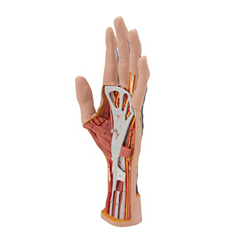 3B Scientific M18 Internal Hand Structure Model 3-Part - 3B Smart Anatomy