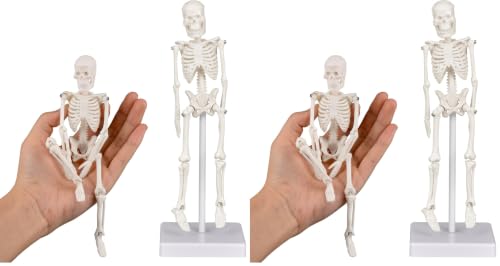 Mini Skeleton Model, 7.8" Small Anatomy Skeleton Figure, Movable Arms and Legs, Human Body Model with Base, Human Bones for Teaching Tool, Decoration (Pack of 2) - size: 7.8" Skeleton model (Pack of 2)