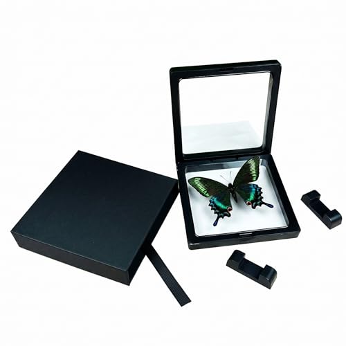 1pc 3D Floating Display Case with Real Butterfly Specimen Transparent PE Film Holder for Home Office Aesthetic Room Decoration (Papilio maackii Butterfly) - color: Papilio Maackii Butterfly
