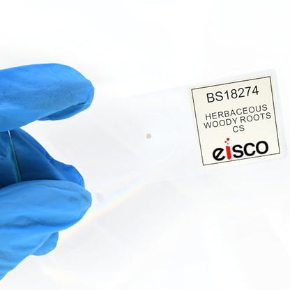 Eisco - Prepared Microscope Slide of Herbaceous Roots Cross Section 25x77mm Glass Slide with Stained Plant Tissue Structures