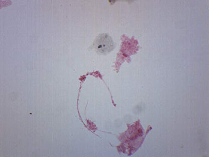 EISCO Amoeba Proteus, Whole Mount - Prepared Microscope Slide - 75 x 25mm - Biology & Microscopy - size: Single Slide