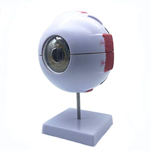 XINDAM 6X Enlarged Human Eye Anatomical Model - Accurate Anatomy for Science Classroom Study, Display, Teaching Medical Model