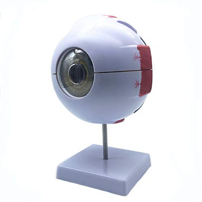 XINDAM 6X Enlarged Human Eye Anatomical Model - Accurate Anatomy for Science Classroom Study, Display, Teaching Medical Model