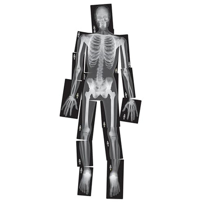 Human X-Rays – 18-Piece Life-Size Skeletal Set for Light Table or Window Exploration, Ages 5+ - style: Human