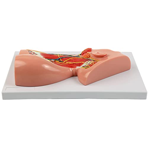 Axis Scientific Human Neck with Muscles, Nerves