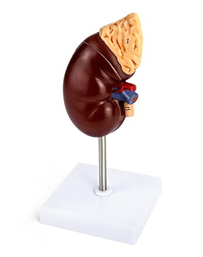 QWORK Life-Size Human Kidney Model, Educational Anatomy Replica Two-Part Structure Teaching Tool for Classroom and Biology Study