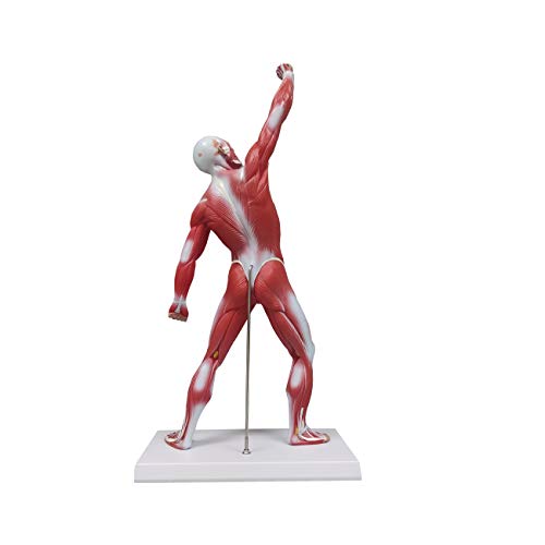 Ultrassist Human Muscle Anatomy Model, 20-Inch Figure
