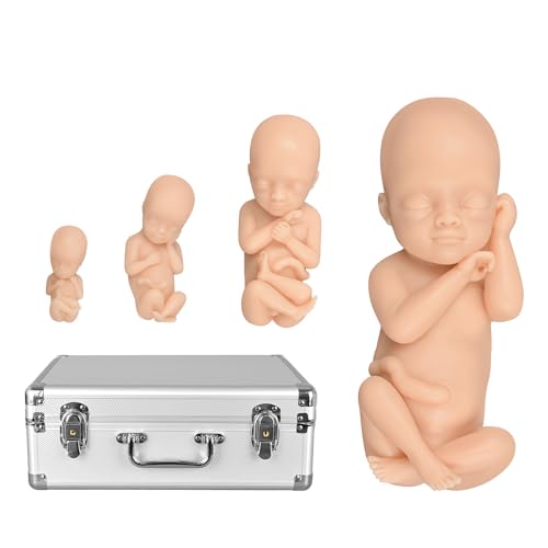 Fetal Development Model Set, 12, 16, 22 and 30 Weeks, Male