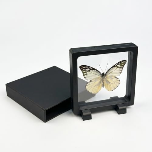 1pc Real Butterfly Taxidermy in PE Film Suspension Box Dustproof Shadow Box for Collection Display Case Home Tabletop Art (Prioneris thestylis ﻿) - color: Prioneris Thestylis ﻿