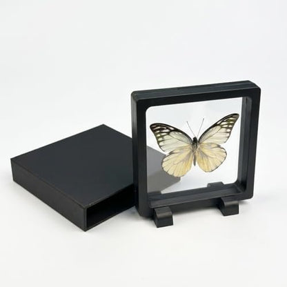1pc Real Butterfly Taxidermy in PE Film Suspension Box Dustproof Shadow Box for Collection Display Case Home Tabletop Art (Prioneris thestylis ﻿) - color: Prioneris Thestylis ﻿