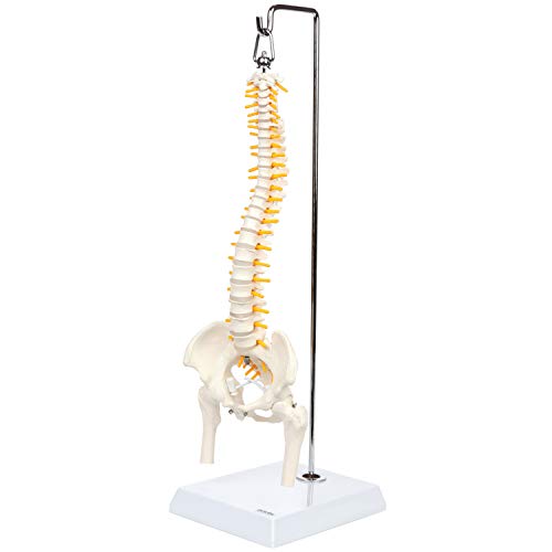 Axis Scientific 15.5" Miniature Spine Model, Vertebrae