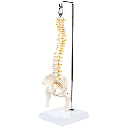 Axis Scientific 15.5" Miniature Spine Model, Vertebrae