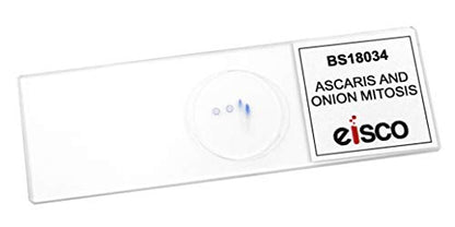 EISCO 10pk Ascaris & Onion Mitosis, Prepared Microscope Slides - 75 x 25mm - Classroom Pack, 10 Slides in Storage Case - Plant & Animal Mitosis, Introductory Microscopy - size: Pack of 10