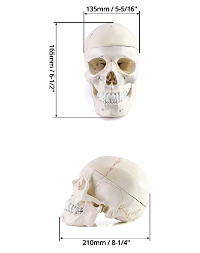 QWORK Human Skull and Brain Anatomy Model, 11 Parts, Life Size, Numbered, Anatomically Accurate, for Science Teaching Learning