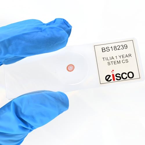 Eisco - 10 Pack Prepared Microscope Slides of Tilia Stem Cross Section 1-Year Dicot 25x77mm Glass for Structure-Function Study in Storage Box