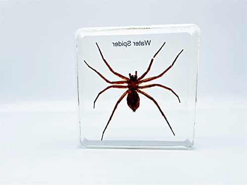Resin Insects, Insect Specimens(butterfly, Dragonfly,Cricket, Chrysanthemum, Spider) Resin Preservation, Resin Amber for Children's Science Education, Collection (Water spider)
