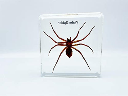 Resin Insects, Insect Specimens(butterfly, Dragonfly,Cricket, Chrysanthemum, Spider) Resin Preservation, Resin Amber for Children's Science Education, Collection (Water spider)
