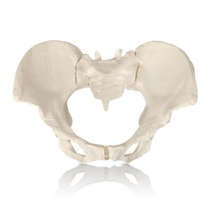 Female Pelvis Model On Elastic, 2/3 Life Size Female Pelvic Skeleton Model W/Bungee Anatomy Medical for Obstetrics Gynecology Patient Communication Orthopedic Studying School Teaching Display - size: Life Size Pelvis Model