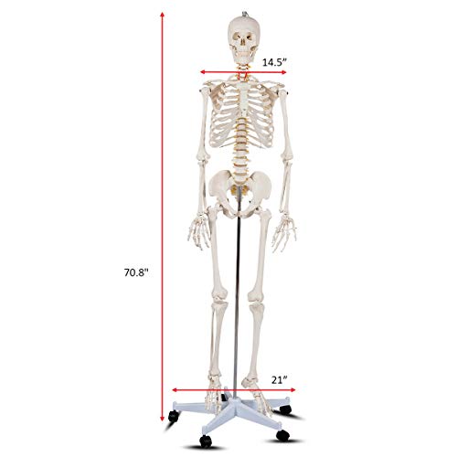 GIANTEX Life Size 70.8" Human Anatomical Anatomy Skeleton Medical Model + Stand