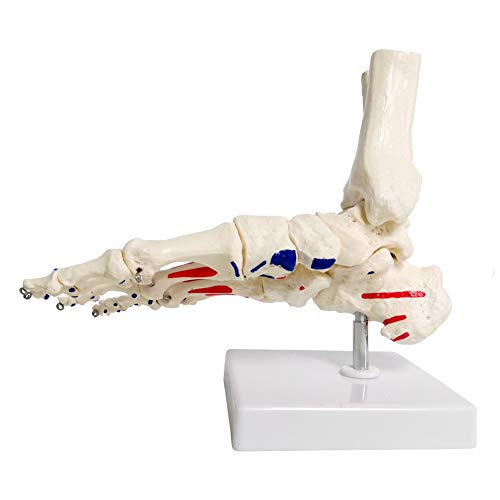 Human Foot and Ankle Model, Life Size W/Muscle Origin & Insertions Painted