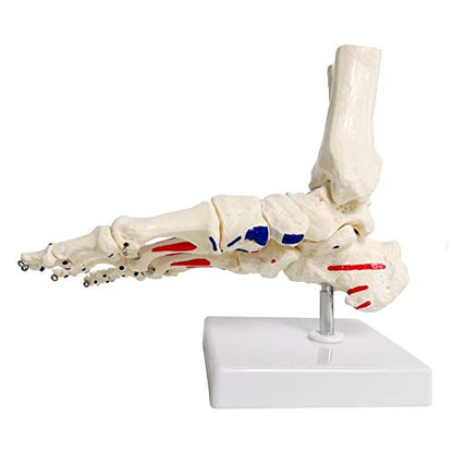 Human Foot and Ankle Model, Life Size W/Muscle Origin & Insertions Painted