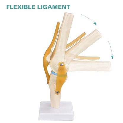 Human Knee Joint Model, 1:1 Scientific Life Size Anatomy Model with Ligaments, Anatomical Teaching Tool for Patient Education and Study
