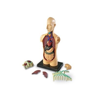Learning Resources Human Anatomy Model Body