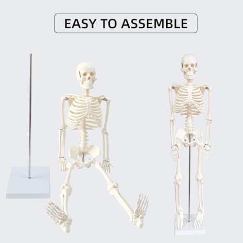 Human Skeleton Model for Anatomy, 33.4" Skeleton Model with Metal Stand