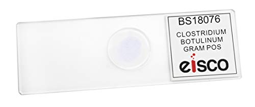 EISCO Clostridium Botulinum, Gram-Positive - Prepared Microscope Slide - 75 x 25mm - Biology & Microscopy - size: Single Slide