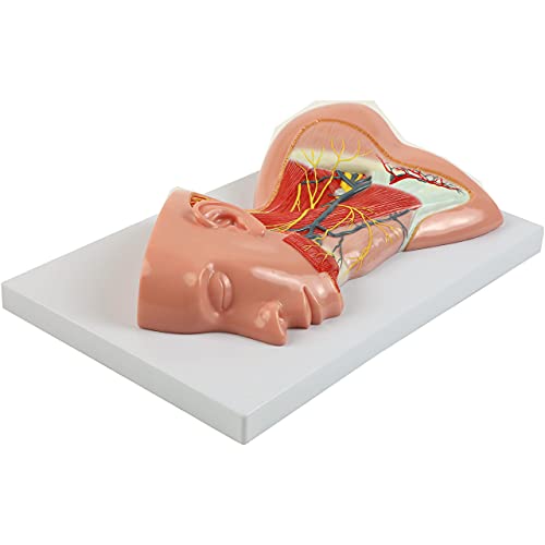 Axis Scientific Human Neck with Muscles, Nerves