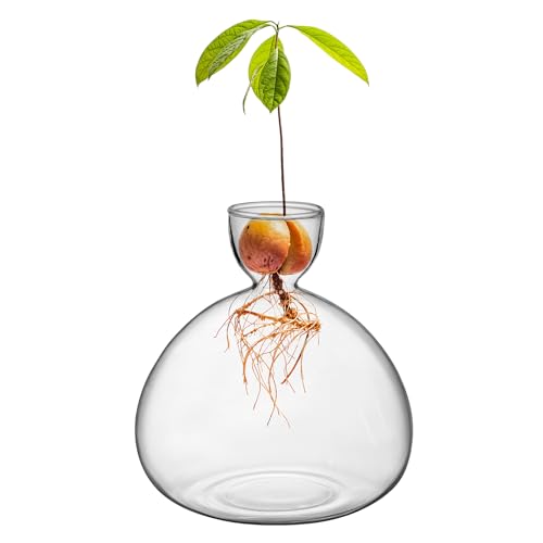 Large Avocado Grow Vase Glass Acorn Seed Starter Vase Planter for Growing - size: 1PCS Plain 5.9*5.9*1.96inch