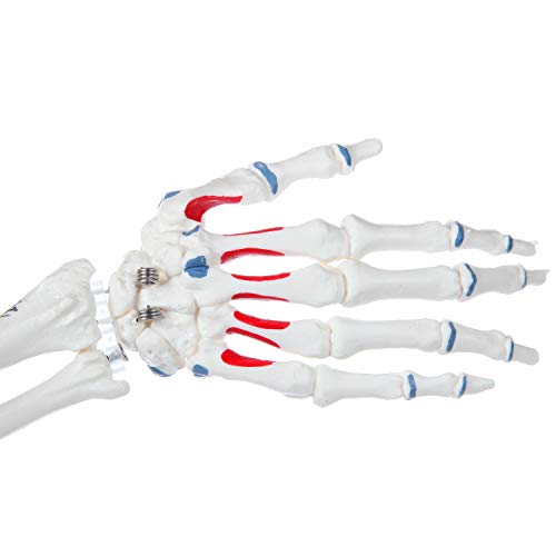 Axis Scientific Mini Human Skeleton Model with Metal Stand, 31" Tall, Painted and Numbered Muscle Insertion and Origin Points, Product Manual for Study