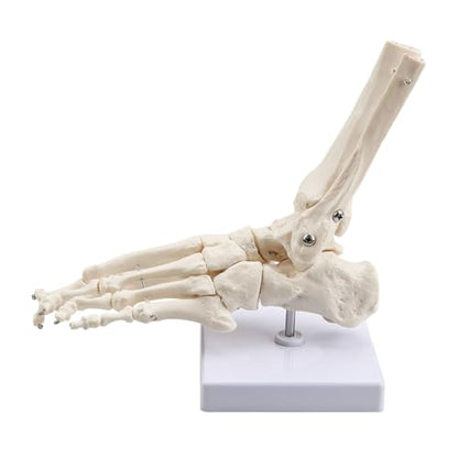 Human Foot Ankle Model Life Size 1:1 Skeleton W/Tibia Fibula - color: Foot joint