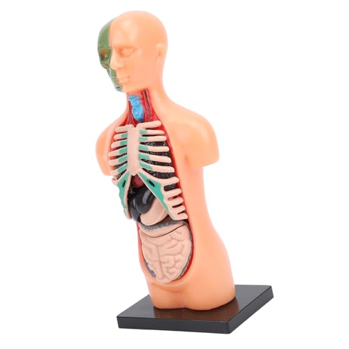 Human Body Model for Kids, Human Torso Anatomy with Removable Organs and Ribs, Educational Science Kit for School and Home Learning