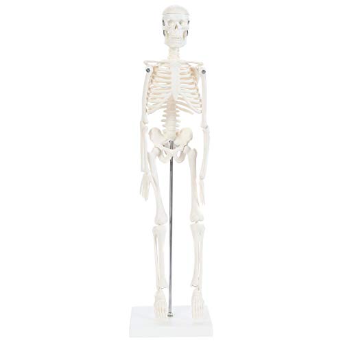 Anatomy Lab Human Skeleton Model, 19" Desktop Skeleton Has Movable Arms and Legs, Details Basic Human Skeletal System with Display Stand