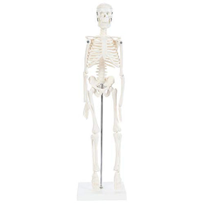 Anatomy Lab Human Skeleton Model, 19" Desktop Skeleton Has Movable Arms and Legs, Details Basic Human Skeletal System with Display Stand