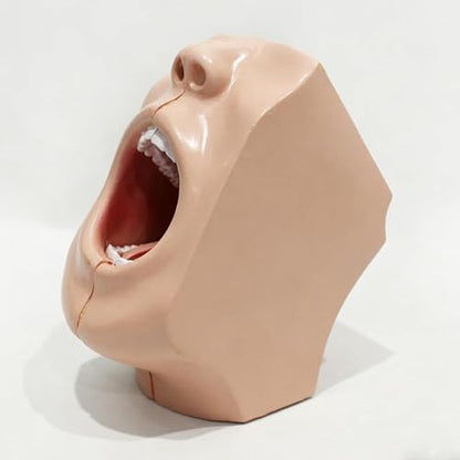 Oral Anatomy Model - Two Piece Facial Skull Model