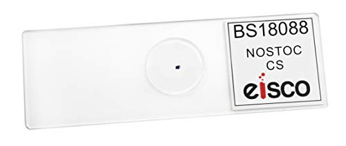 EISCO Nostoc Cross Section - FS & FG Stain - Prepared Microscope Slide - 75 x 25mm - Biology & Microscopy - size: Single Slide